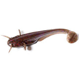 FishUp Catfish 3" (75 mm) - 8 pc - FishUp Catfish 3" (75 mm) - 8 pc | BS Fishing