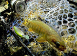 EVERGREEN Artisan Mountain Stream