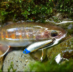 WILDERNESS Ho-Ki Minnow HK50S - 50mm