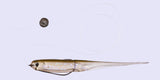 O.S.P Mylar Minnow 3.5" (8.5 cm) - 5 pc